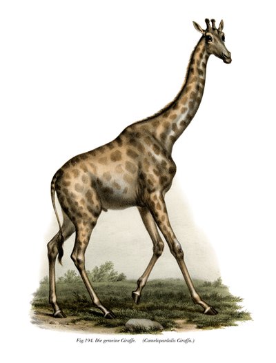 Giraffe by German School